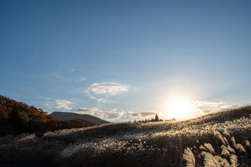 夕焼けの光が眩しい、ススキが美しい曽禰高原の素朴な田舎の景色