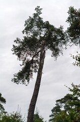 pine ruffled in the wind against the light