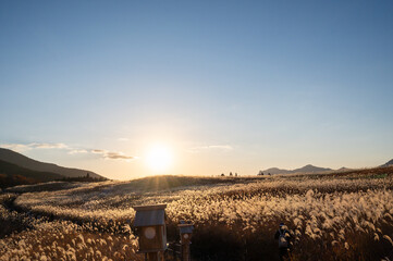 夕焼けの光が眩しい、ススキが美しい曽禰高原の素朴な田舎の景色