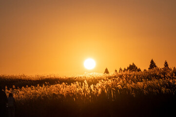オレンジ色の夕焼けの光が眩しい、ススキが美しい曽禰高原の素朴な田舎の景色