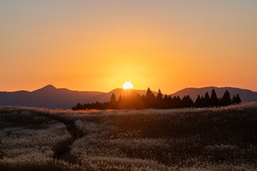 オレンジ色の夕焼けの光が眩しい、ススキが美しい曽禰高原の素朴な田舎の景色