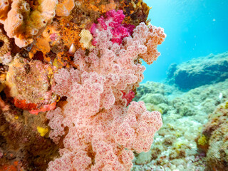 ウミトサカ, Alcyonacea, ウミトサカ科,
アカトゲトサカ, トゲトサカ, ...