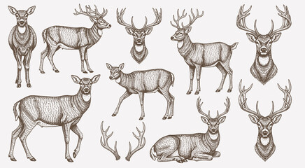 Deer and antlers engraving style vector illustration set