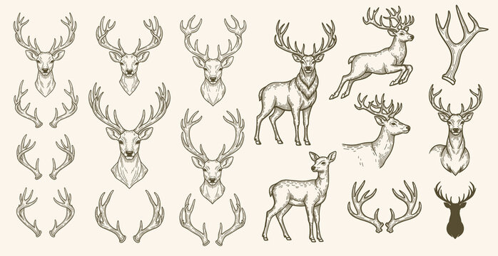 Vintage engrave isolated deer illustration ink sketch. Wild doe stag background reindeer vector art