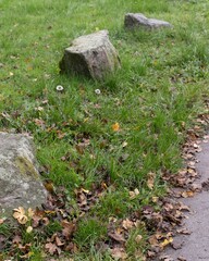 Rocks defining the edge of a path in a green park during autumn
