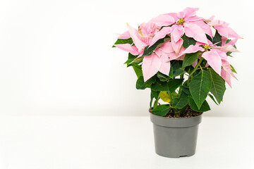 A pink poinsettia (Euphorbia pulcherrima) in a simple gray pot placed on a clean white table with copy space 
