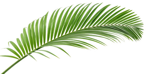 Lush vibrant green tropical palm tree leaf with detailed veins, isolated for design elements, nature, and summer concepts, botanical garden foliage