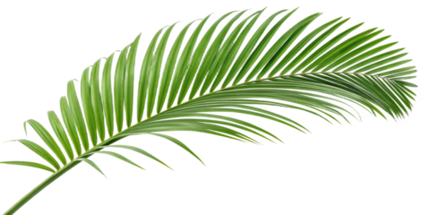 Lush vibrant green tropical palm tree leaf with detailed veins, isolated for design elements, nature, and summer concepts, botanical garden foliage