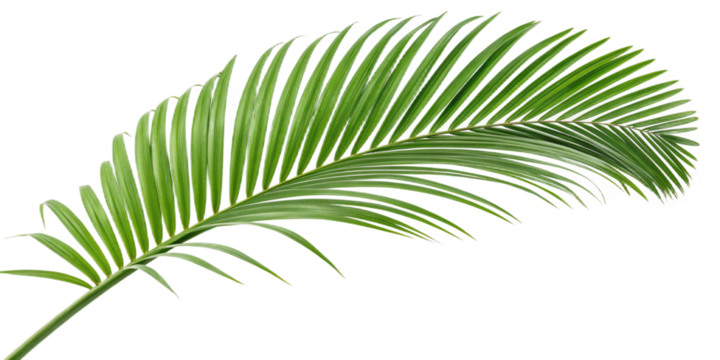 Lush vibrant green tropical palm tree leaf with detailed veins, isolated for design elements, nature, and summer concepts, botanical garden foliage