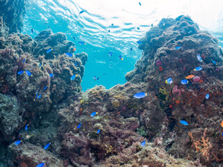 ソラスズメダイ, Heavenly Damselfish, Pomacentrus coelestis, スズメダイ科,
キンギョハナダイ, Sea Goldie, Pseudanthias squamipinnis, ハナダイ亜科,
ホウライヒメジ, Whitesaddle goatfish, Parupeneus ciliatus, ヒメジ科,
他の群れ。
静岡県伊豆半島南伊豆町中木ヒリゾ浜-