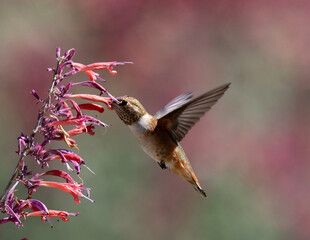 hummingbird and flower
