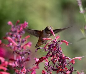hummingbird and flower