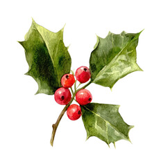 PNG Vibrant watercolor holly illustration.