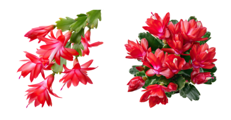 Red Christmas cactus flower branch with vibrant red blooms and green segmented leaves expressing festive elegance
