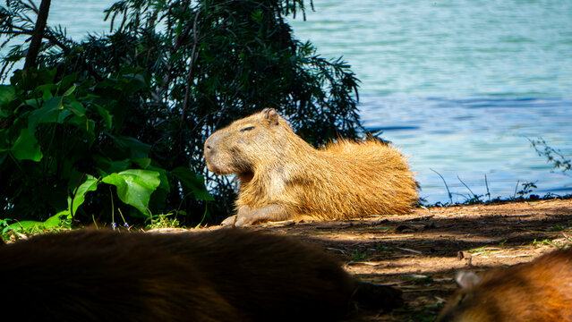 capybara in the wild
