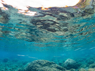 タイワンカマス, Yellowtail barracuda, Sphyraena obtusata, カマス科,
他の群れ。
静岡県伊豆半島南伊豆町中木ヒリゾ浜-2025年
渡し船だけで行ける日本有数のシュノーケリングスポット。
