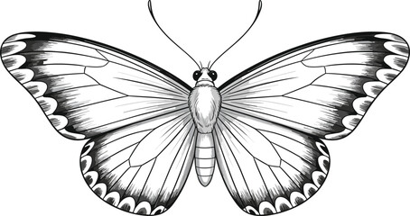 PrintElegant, detailed, monochrome, butterfly, illustration, showcasing, symmetrical, wings, delicate, patterns, natural, beauty, artistic, design, high-resolution, insect, drawing, decorative