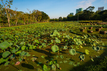 Green meadow grass with tree in city park sun light
