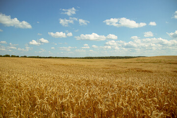 Vast Golden Wheat Field Stretching to the Horizon Under a Clear Summer Sky
