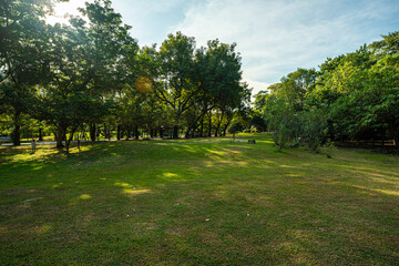 Green meadow grass with tree in city park sun light
