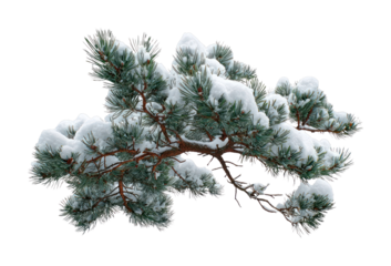 PNG Snow-covered pine branch beauty