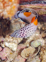 カンムリベラ, Clown coris, Coris aygula, ベラ科,
他の群れ。
静岡県伊豆半島南伊豆町中木ヒリゾ浜-2025年
渡し船だけで行ける日本有数のシュノーケリングスポット。
