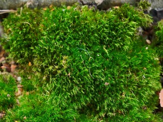 Green moss growing on forest ground texture