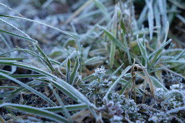 Close up to frozen plants with sandy background