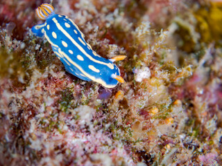 アオウミウシ, Colorful Sea Slug, Hypselodoris Festiva, Sea Slug, イロウミウシ科,
他の群れ。
静岡県伊豆半島南伊豆町中木ヒリゾ浜-2025年
渡し船だけで行ける日本有数のシュノーケリングスポット。
