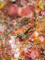 ヨゴレヘビギンポ, Yogore hebiginpo, Threefin blennies, Helcogramma nesion, ヘビギンポ科,
他の群れ。
静岡県伊豆半島南伊豆町中木ヒリゾ浜-2025年
渡し船だけで行ける日本有数のシュノーケリングスポット。
