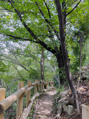 Forest Path with Wooden Fence and Lush Green Trees
