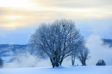 Snowy winter tree