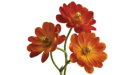 Three Vibrant Orange Flowers on a Stem Keywords: flowers, orange, bloom, blossom, nature, floral isolated on a transparent background