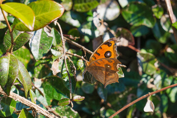 Fototapeta premium 秋の野山 羽を広げるタテハモドキ03