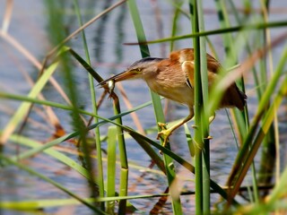 Yellow Bittern holding a small fish in its bill. The heron is expertly balanced on a stalk of green reed, surrounded by the vertical lines of its natural habitat at Bung Bua, Sam Roi Yot, Thailand