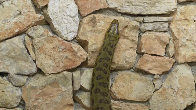 Green anaconda Eunectes murinus sliding along rough stone surface, highlighting scale texture and smooth controlled motion. Scene shows unique reptile anatomy, tropical wildlife feel. Large anaconda 