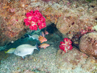 メジナ, Largescale Blackfish, Girella punctata, イスズミ科,
ホウライヒメジ, Whitesaddle goatfish, Parupeneus ciliatus, ヒメジ科,
ウミトサカ, Alcyonacea, ウミトサカ科,
他の群れ。
静岡県伊豆半島南伊豆町中木ヒリゾ浜-2025年
渡し船だけで行ける日本有数のシュノーケリングスポット。
