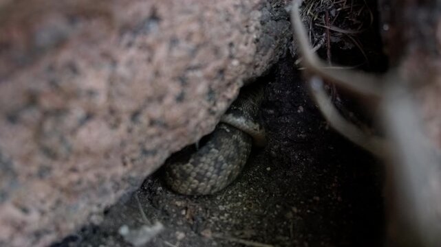 Dangerous rattlesnake hiding in rocky crevice