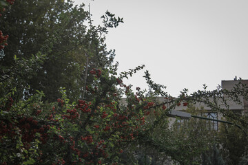 A tree with red fruits that look like red berries