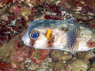 イシガキフグ, Pacific Burrfish, Chilomycterus reticulatus, ハリセンボン科,
寄生虫がついている。
他の群れ。
静岡県伊豆半島南伊豆町中木ヒリゾ浜-2025年
渡し船だけで行ける日本有数のシュノーケリングスポット。
