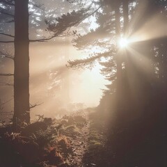 sunrise in the forest