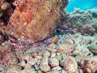 ソラスズメダイ, Heavenly Damselfish, Pomacentrus coelestis, スズメダイ科,
他の群れ。
静岡県伊豆半島南伊豆町中木ヒリゾ浜-2025年
渡し船だけで行ける日本有数のシュノーケリングスポット。
