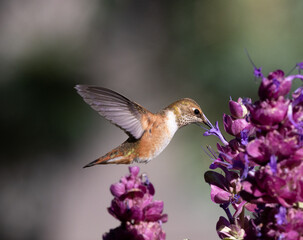 hummingbird with flower