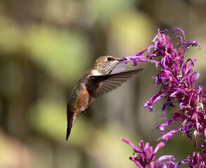 hummingbird with flower