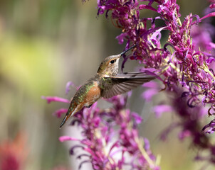 hummingbird feeding on flower