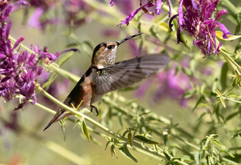 hummingbird feeding on flower