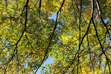 Beautiful green and yellow leaves in autumn. Tree branches with bright leaves back lit by the sunlight in fall forest bottom view. Natural forest background.
