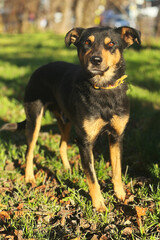 Dog in the park. Dog enjoying outdoors at a large grass field