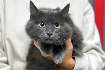 A woman holds a cute little kitten in her arms. Close-up of a beautiful cat in a woman's arms.