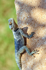 Hardun the agama lizard climbing a wall on the island of Rhodes